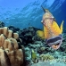 triggerfish_titan_bro_b_ni_h_0571_egy1046.jpg